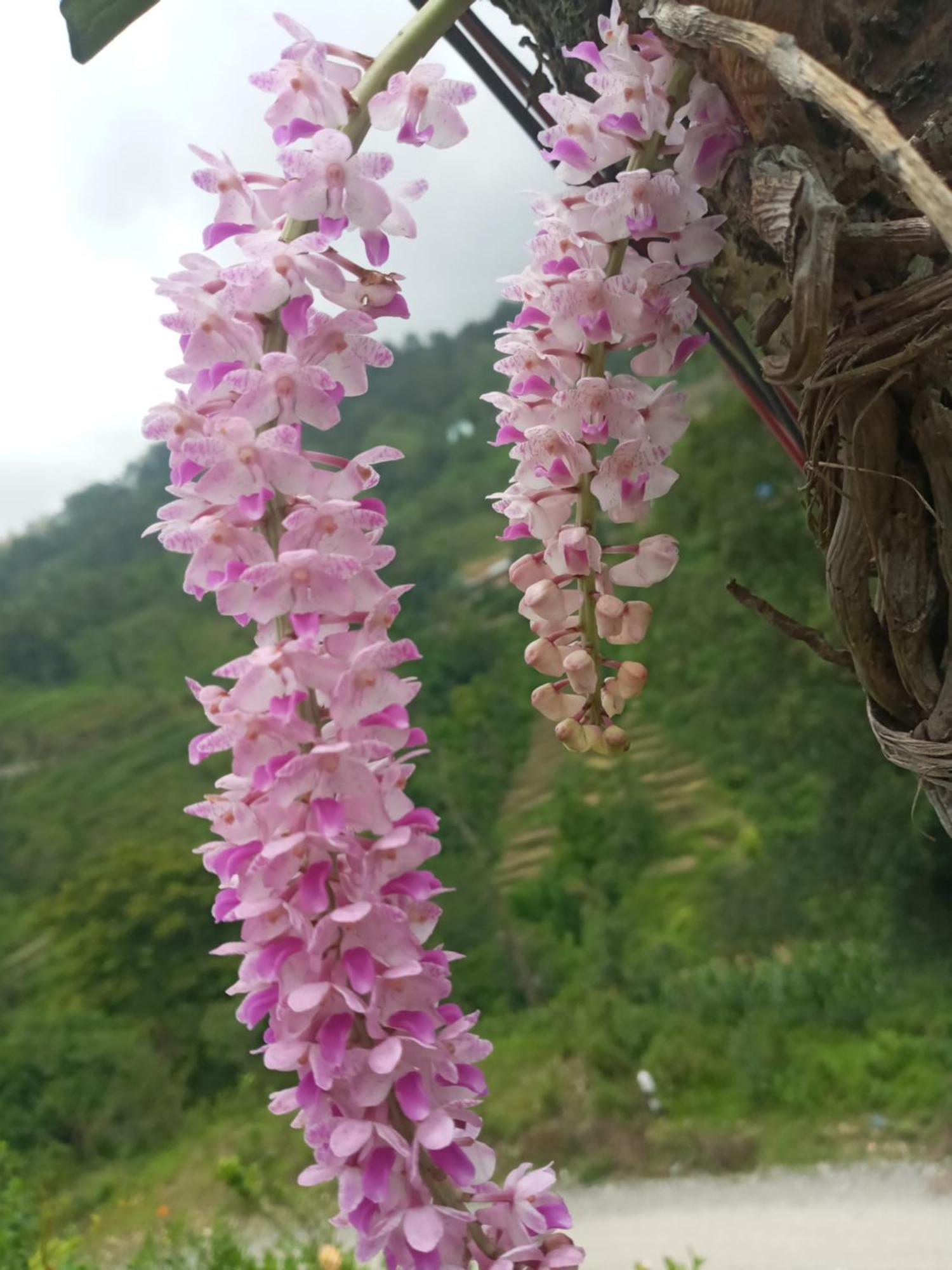 Unique Point Home Stay Nagarkot Extérieur photo